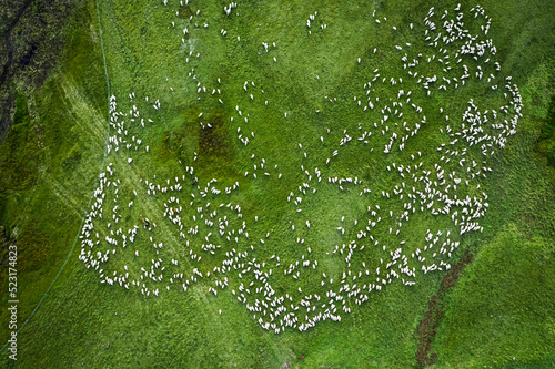 Flock of sheep grazing on g...