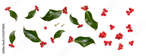 Obraz na płótnie A collection of small smooth holly leaves with red berries for Christmas decoration isolated against a transparent background. w salonie
