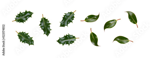 Obraz na płótnie A collection of smooth and spiky green holly leaves for Christmas decoration isolated against a transparent background. w salonie