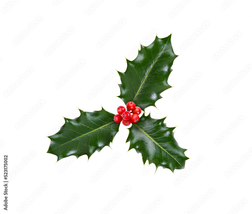 A sprig, three leaves, of green holly and red berries for Christmas decoration isolated against a transparent background.