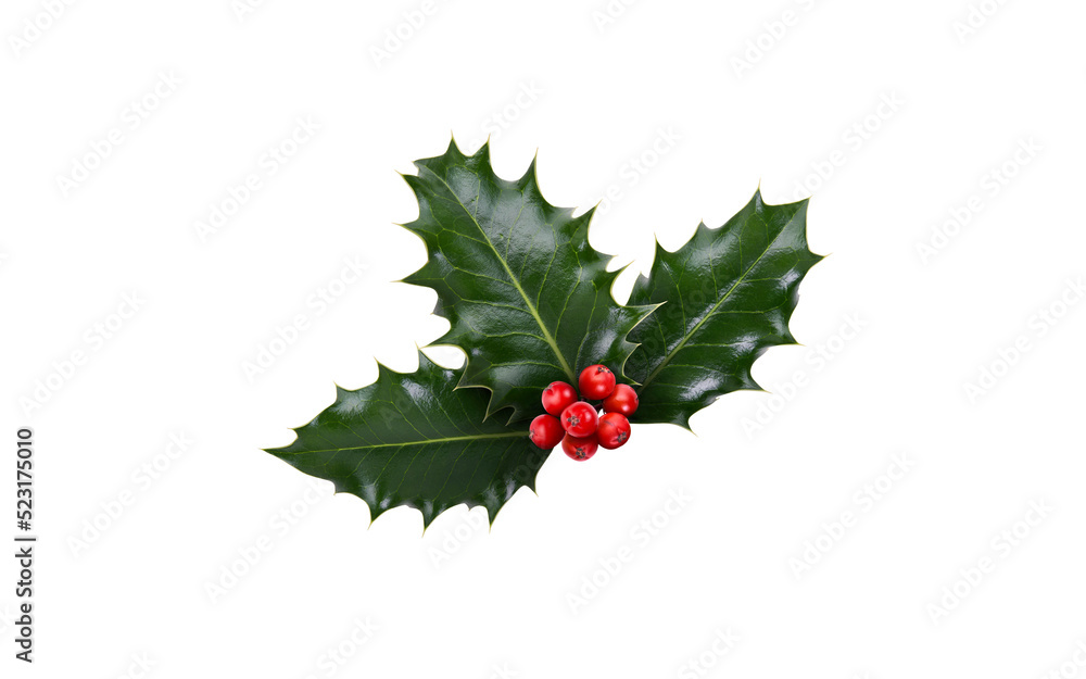 A sprig, three leaves, of green holly and red berries for Christmas decoration isolated against a transparent background.