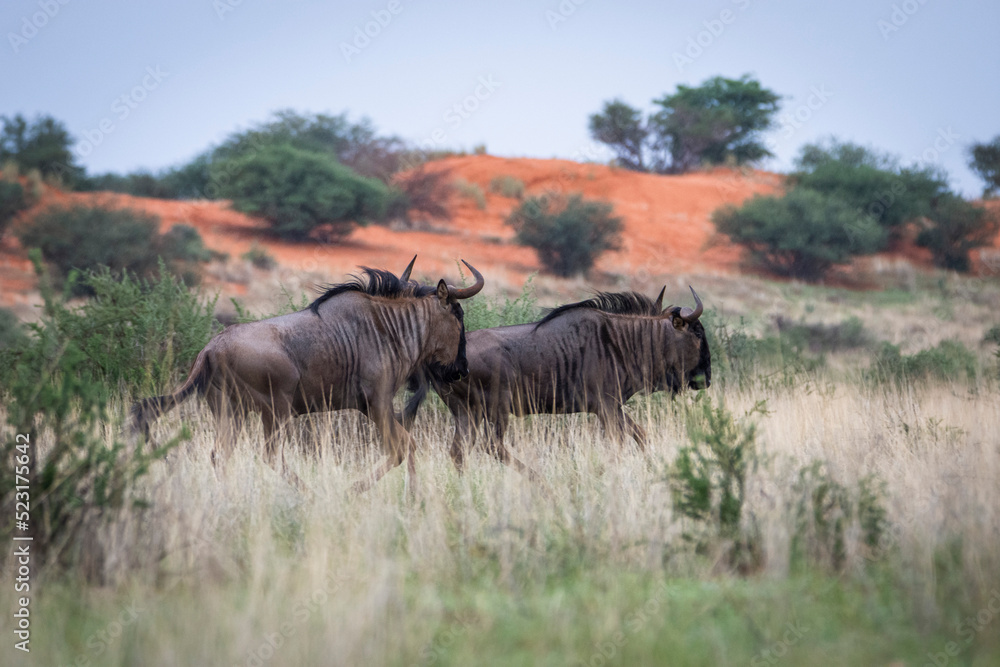 Obraz premium Blue wildebeest, Connochaetes taurinus, in Kalahari desert in Namibia.
