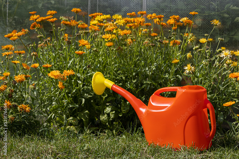Obraz premium a red plastic watering can stands against the background of a flower garden