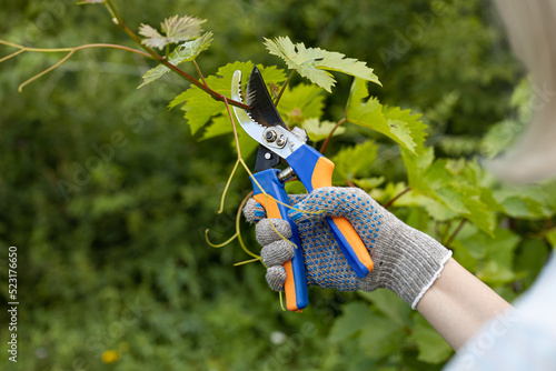 a gloved hand cuts a branch of grapes with secateurs