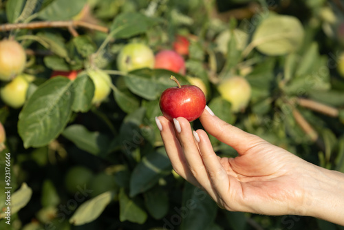 female hand holding a red apple in nature