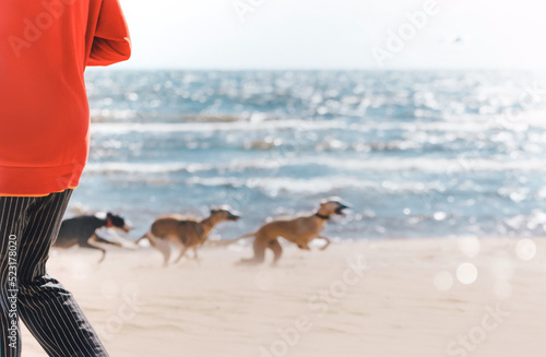 Canvas Print Blurry seascape with beautiful running whippet dogs and abstract person in front of photo