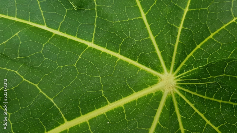 Pattern on papaya leave for background. Pattern on papaya leave for background.
