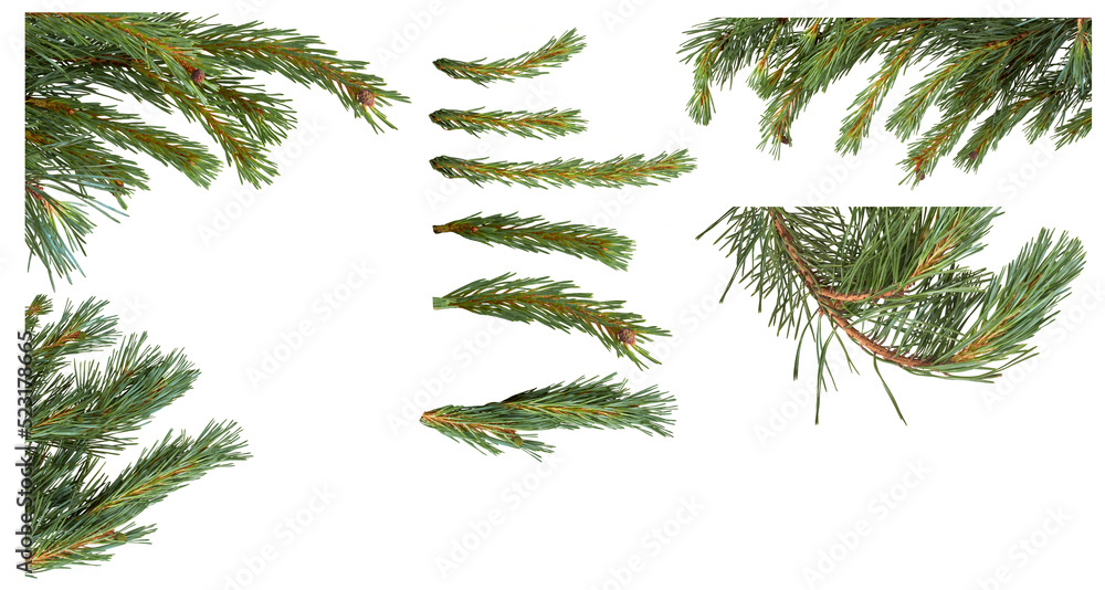 Isolated Christmas Tree branch isolated on a transparent background.