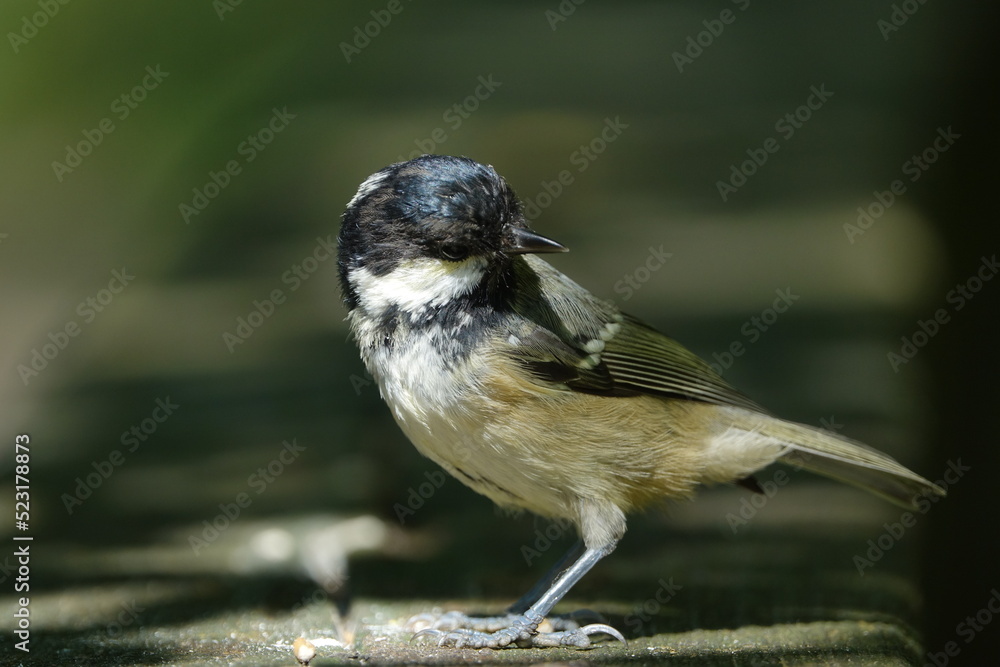 Naklejka premium coal tit (Periparus ater)