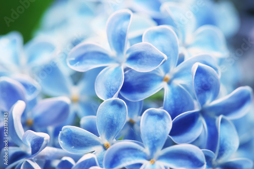 blue background lilac flowers abstract, spring season light texture © kichigin19