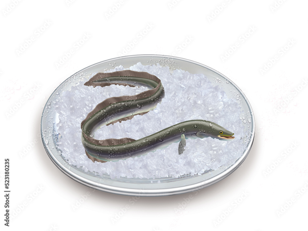 Obraz premium congre , poisson, plateau, glace pilé, fraîcheur, frais, pêche, aliment, mer, animal, ailette, sain, queue, fond blanc, attraper, repas, cuisiner, plat, viande
