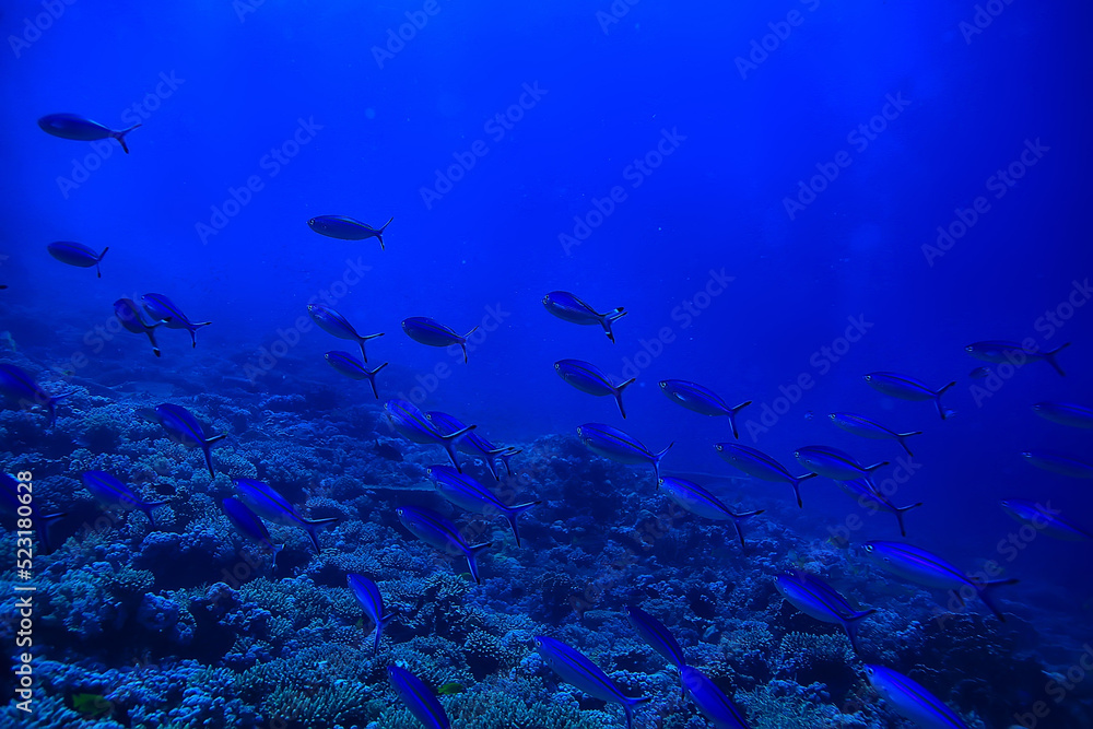 flock of fish in the sea background underwater view flock of fish in the sea background underwater view