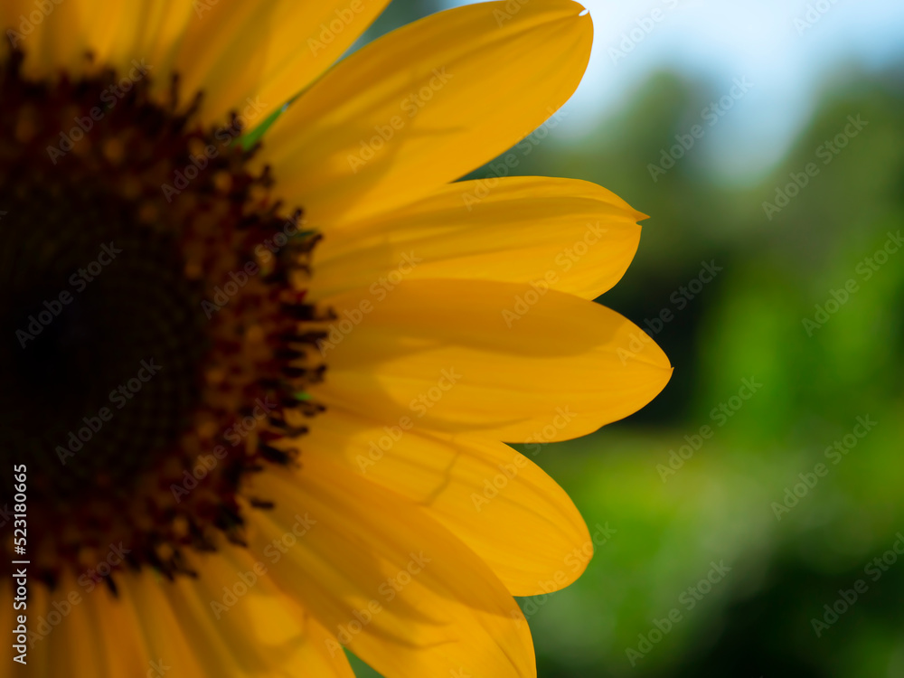 Naklejka premium Sunflower