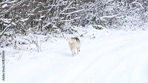 Predator walk in the woods, winter hunting and prey search.
