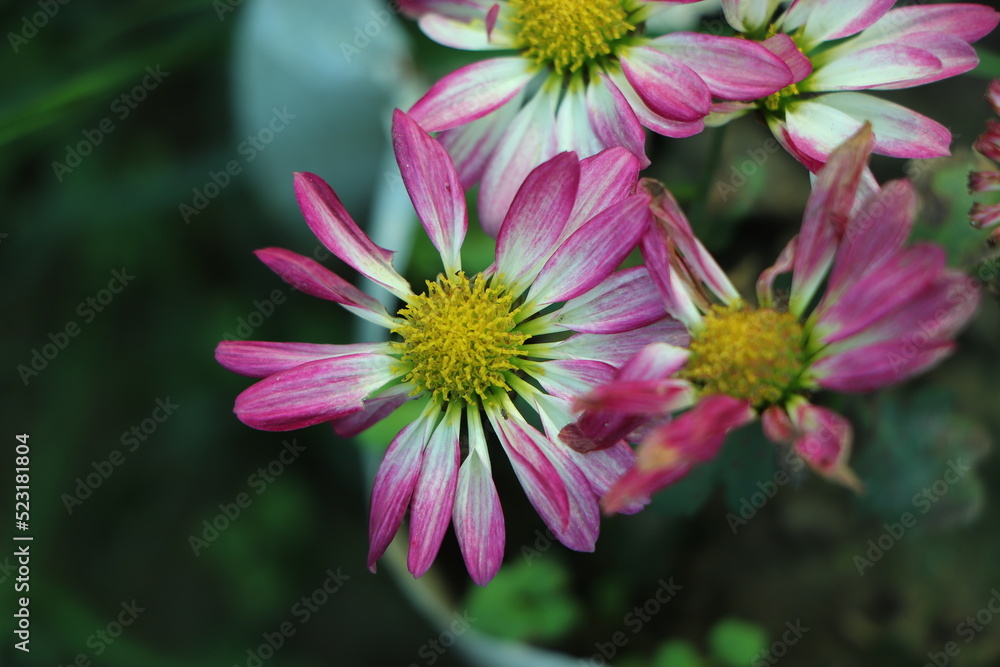 Fototapeta premium A close up photo of a bunch of dark pink chrysanthemum flowers with yellow centers and white tips on their petals. Chrysanthemum pattern in flowers park. Cluster of pink purple chrysanthemum flowers.