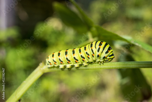 Green striped caterpillar on a plant