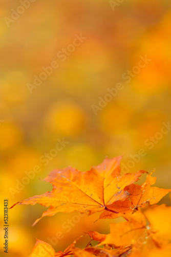 Autumn leaves. Colorful autumn maple leaves on a tree branch. Selective focus. Copy space