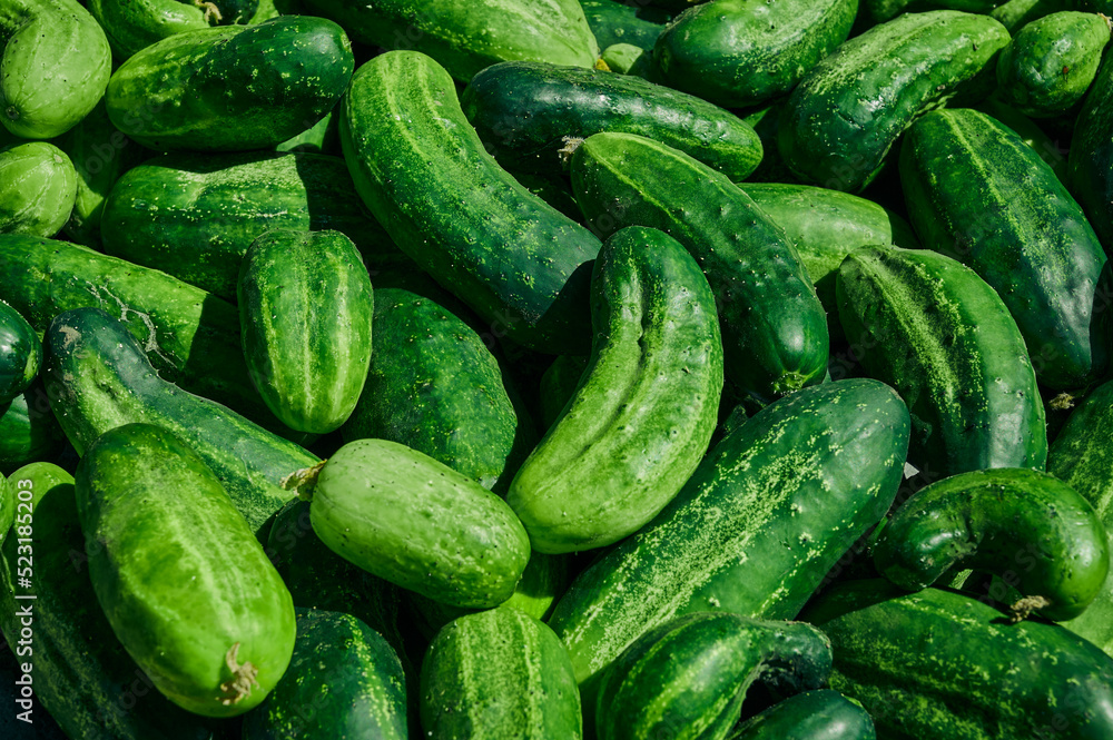Close up of fresh organic green cucumbers. Close up of fresh organic green cucumbers.