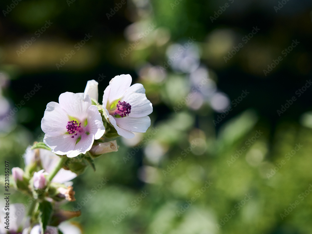 Wild flower Althaea officinalis in the garden. Wild flower Althaea officinalis in the garden.