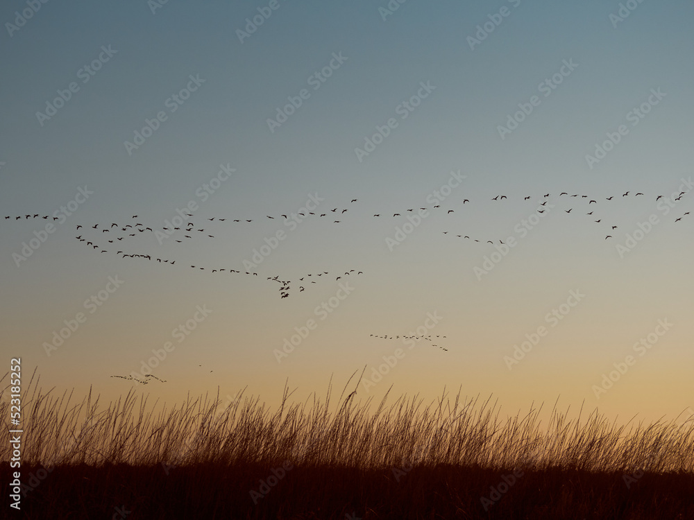 Obraz premium A flock cormorants flying during sunrise on Kinburn Spit, Mykolaiv Oblast, Ukraine.