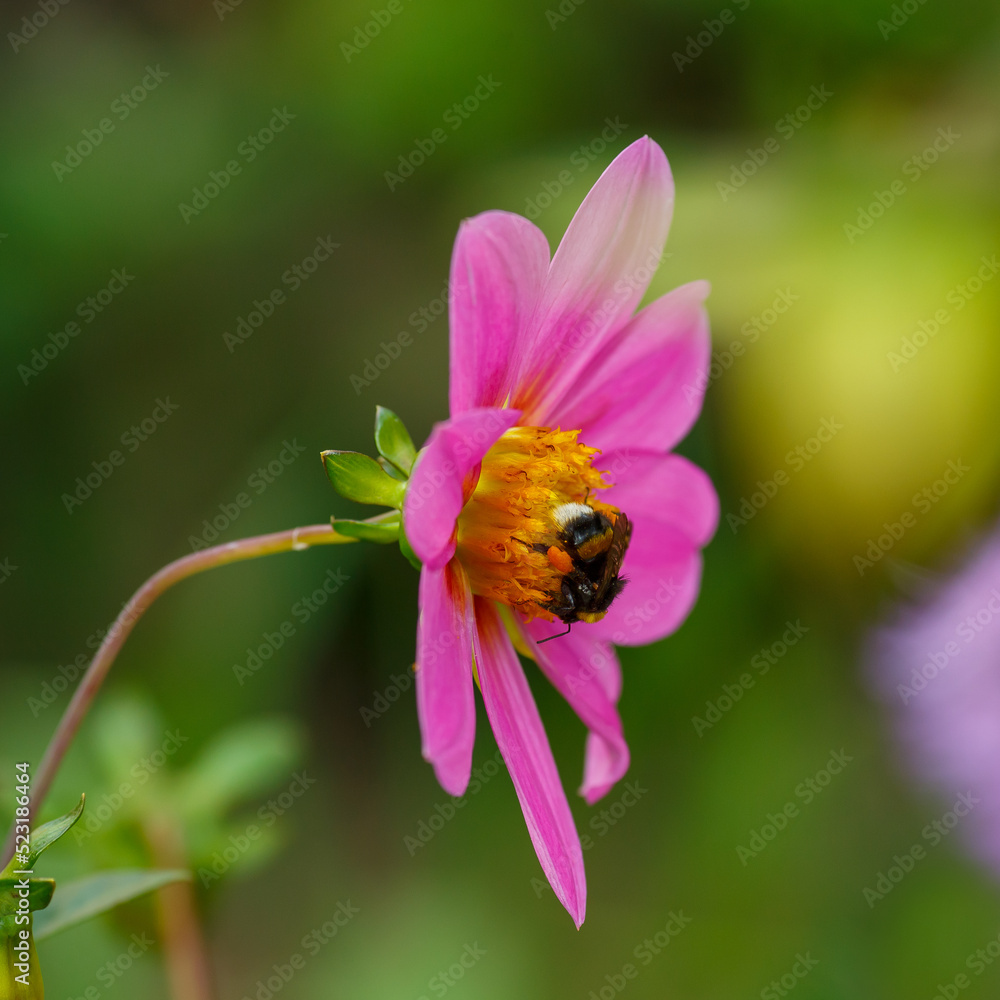 Bee on the flower of the annual dahlia close-up Bee on the flower of the annual dahlia close-up