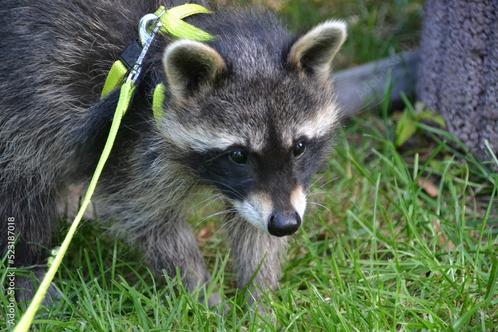 Junger Waschbär an der Leine als Haustier Junger Waschbär an der Leine als Haustier