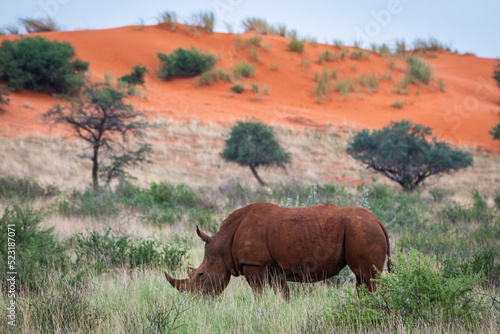 White rhinoceros  Ceratotherium simum  in Kalahari desert in Namibia.