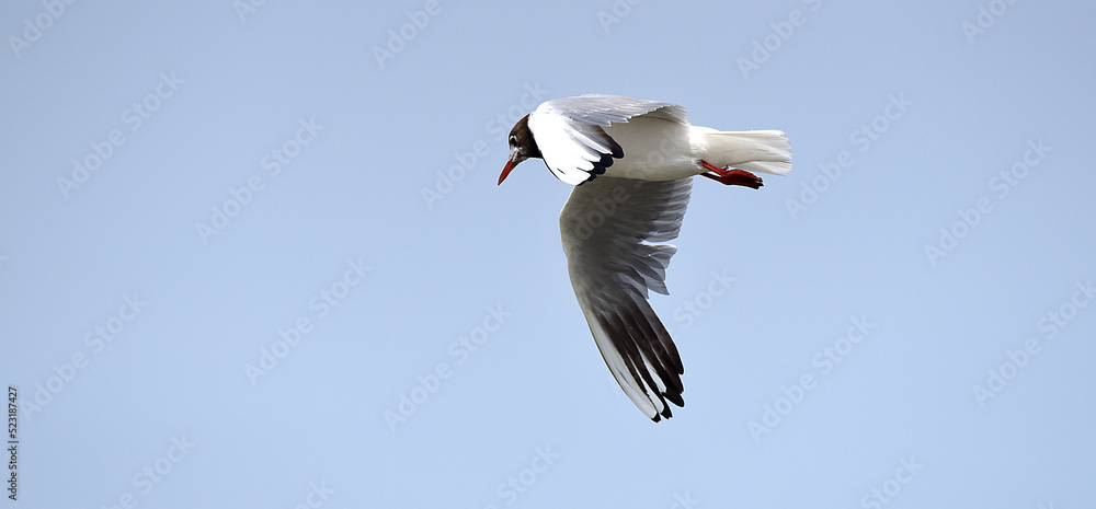 Fototapeta premium Möwe im Flug