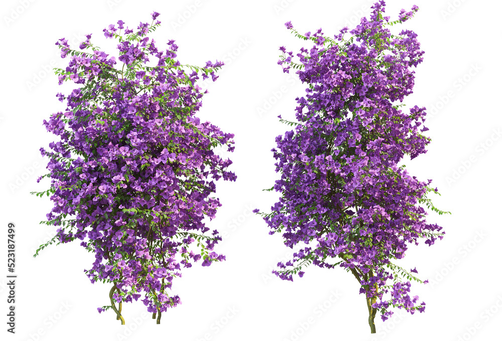 Ivy on a transparent background
Ivy on a transparent background