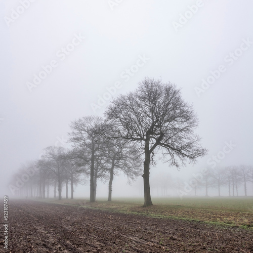 silhouettes of bare oak trees in winter scenic misty field near utrecht in holland