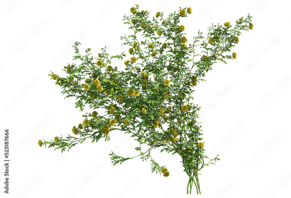 Ivy on a transparent background
Ivy on a transparent background