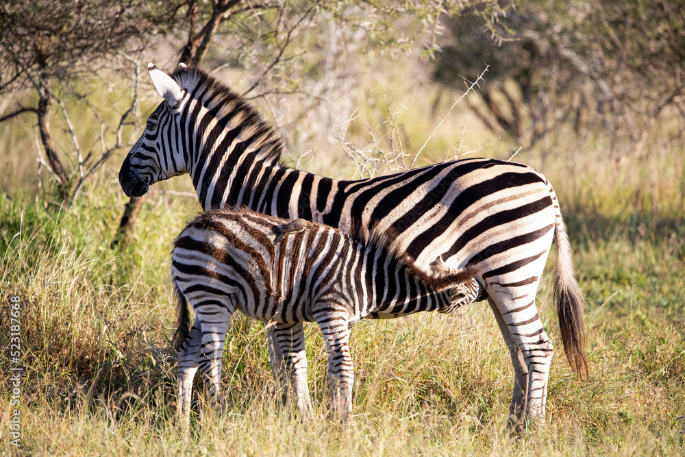 Obraz premium Zebra with its calf suckling in the middle of the African savannah where they live in freedom and in the African wildlife these animals are the targets of large African predators.