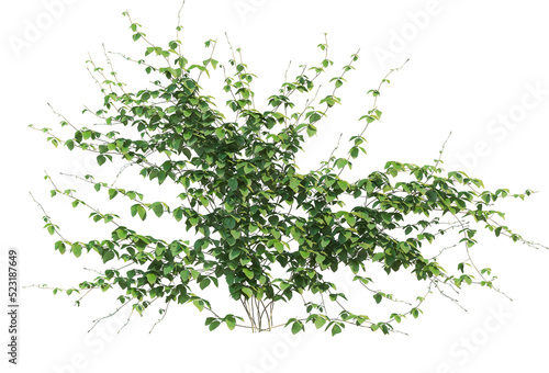 Ivy on a transparent background 