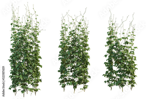 Photos Ivy on a transparent background