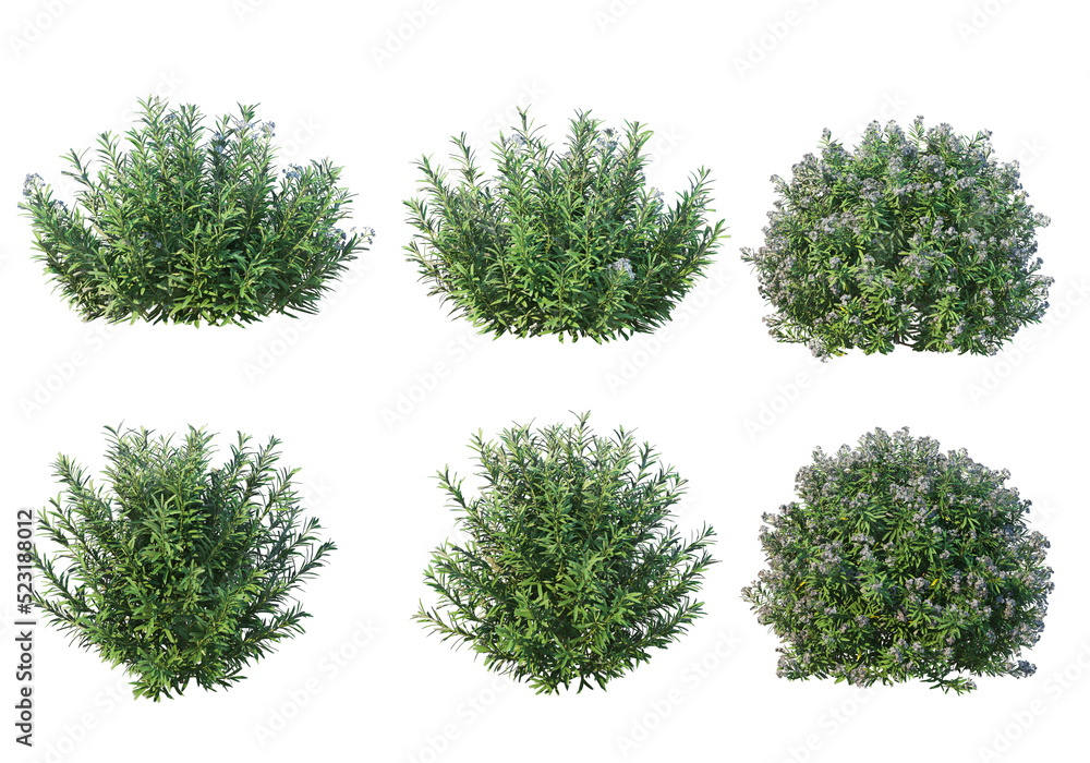 Shrubs and flower on a transparent background
Shrubs and flower on a transparent background