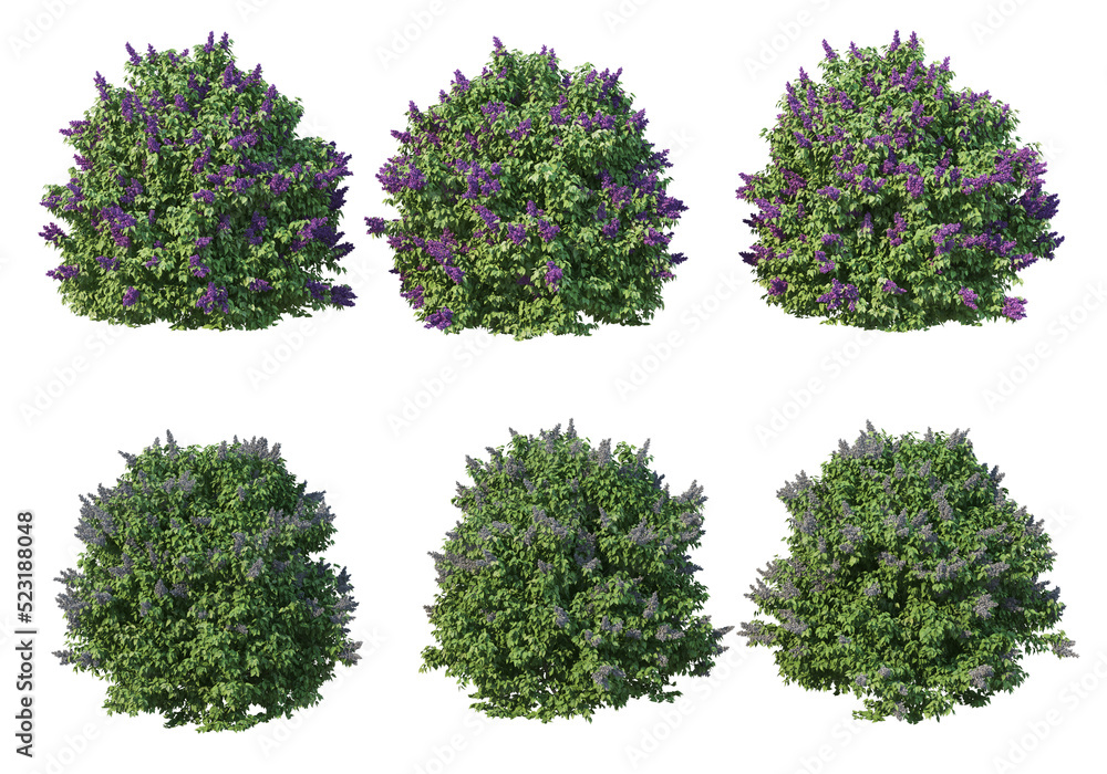 Shrubs and flower on a transparent background
Shrubs and flower on a transparent background