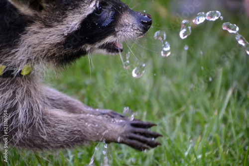 Junger Waschbär spielt mit Wasser