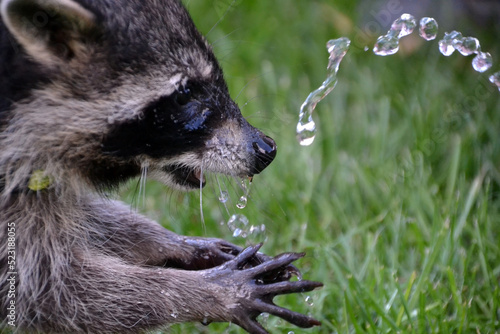 Junger Waschbär spielt mit Wasser
