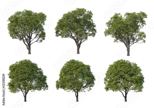 Tree on a transparent background 