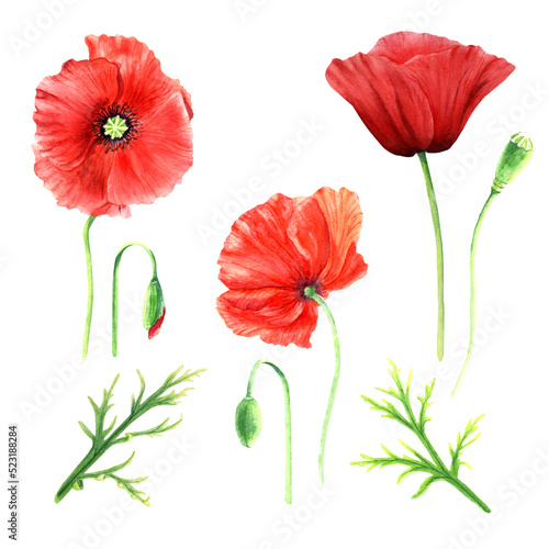 Poppies flower watercolor illustration isolated on white