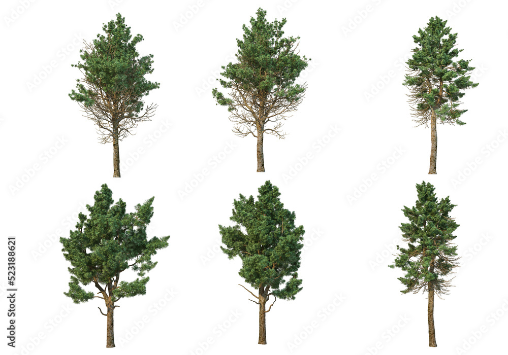 Pine trees on a transparent background