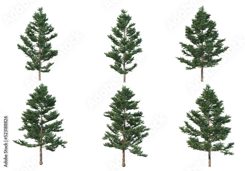 Pine trees on a transparent background © jomphon