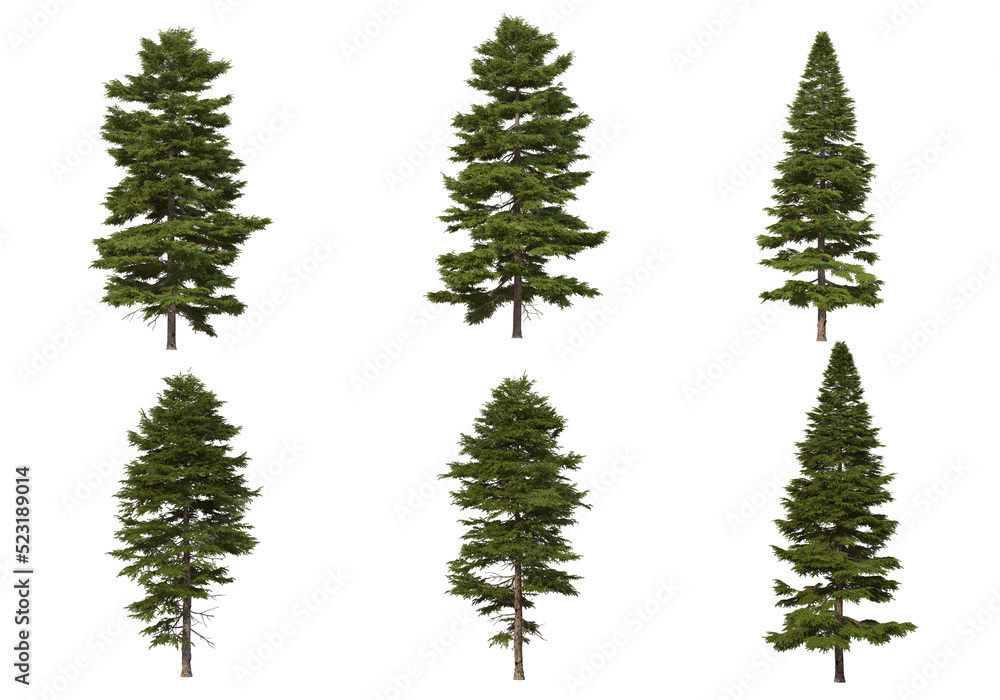 Pine trees on a transparent background