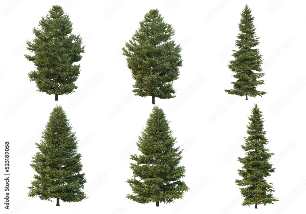Pine trees on a transparent background