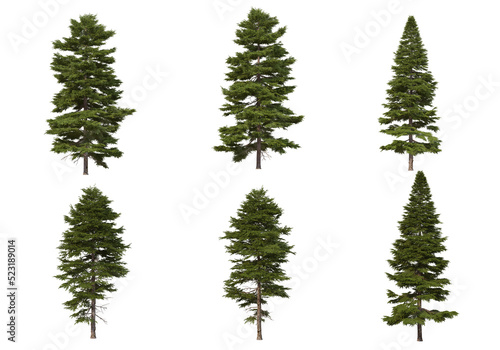 Pine trees on a transparent background