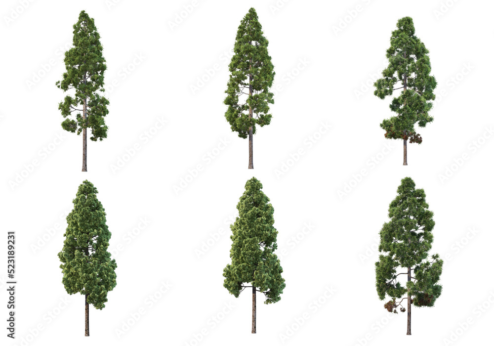 Fototapeta premium Pine trees on a transparent background