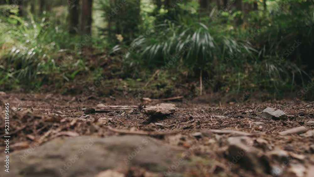 Woman feet steps of hiker hiking in the mountain forest Woman feet steps of hiker hiking in the mountain forest