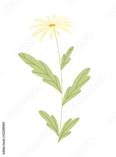 Flower with blooming bud vector.