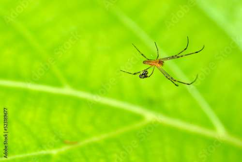 A spider on a web with blur green leaf background