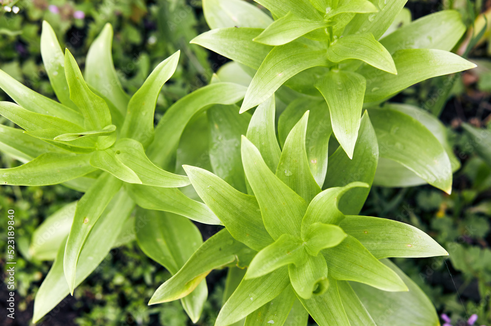 Close-up of green leaves of flower Lily at the garden, top view. Beautiful spring or summer blooming Lily plant. Selective focus with shallow depth of field Close-up of green leaves of flower Lily at the garden, top view. Beautiful spring or summer blooming Lily plant. Selective focus with shallow depth of field